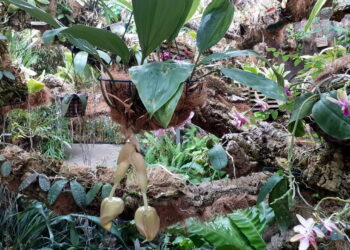 En el Orquidario de Estepona florece una especie cuya fragancia se percibe a metros de distancia