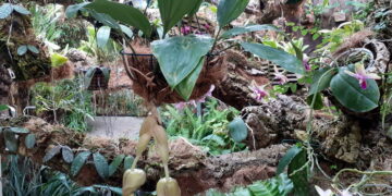 En el Orquidario de Estepona florece una especie cuya fragancia se percibe a metros de distancia