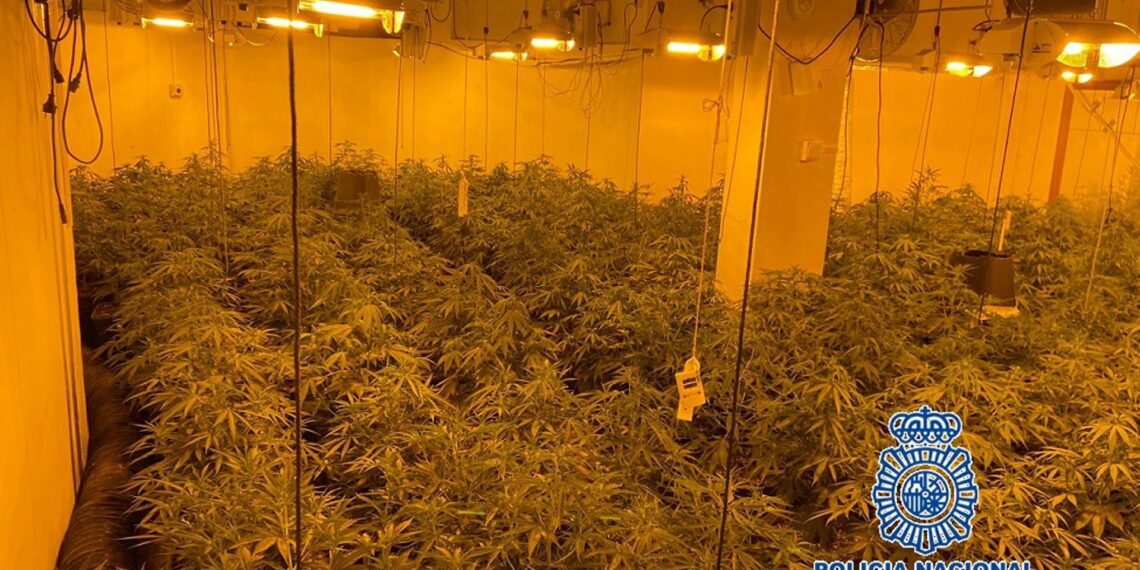 Encuentran 48 kilos de cogollos de marihuana y 514 plantas en un casa de Benalmádena