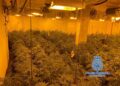 Encuentran 48 kilos de cogollos de marihuana y 514 plantas en un casa de Benalmádena