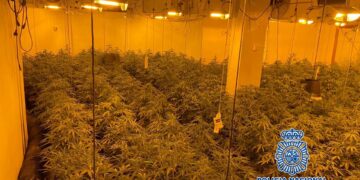 Encuentran 48 kilos de cogollos de marihuana y 514 plantas en un casa de Benalmádena