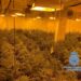 Encuentran 48 kilos de cogollos de marihuana y 514 plantas en un casa de Benalmádena