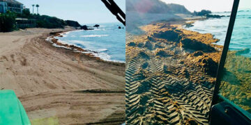 Trabajo diario para eliminar el alga invasora del litoral de Casares