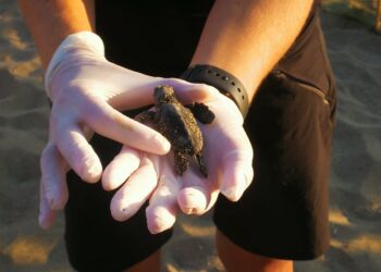 Casi un año después, las tortugas nacidas en la Costa del Sol son soltadas al mar