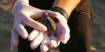 Casi un año después, las tortugas nacidas en la Costa del Sol son soltadas al mar