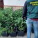 Desmantelada una organización polaca de narcotraficantes que operaba en Andalucía