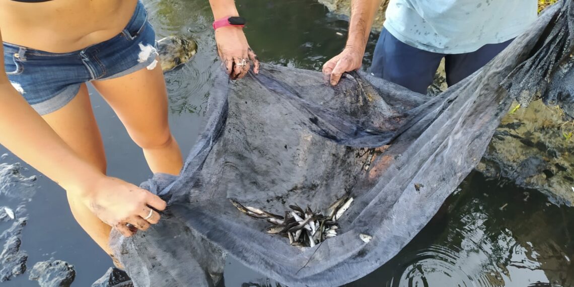 Rescatan a decenas de peces atrapados en la desembocadura de Río Real, Marbella