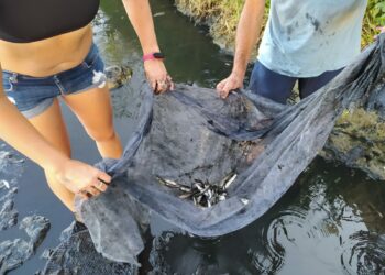 Rescatan a decenas de peces atrapados en la desembocadura de Río Real, Marbella