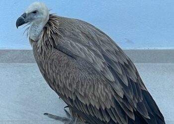 Rescatan a un buitre leonado en una urbanización de Marbella