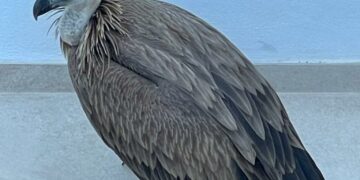 Rescatan a un buitre leonado en una urbanización de Marbella