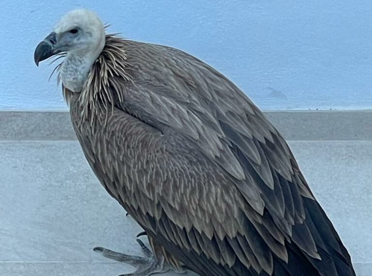 Rescatan a un buitre leonado en una urbanización de Marbella