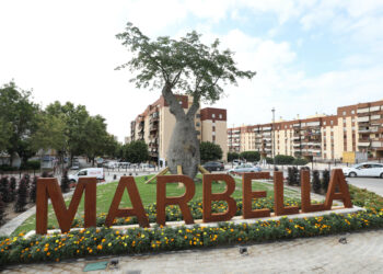 Un arbol centenario de 10 metros de altura dará la bienvenida a Marbella por su entrada Oeste