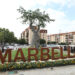 Un arbol centenario de 10 metros de altura dará la bienvenida a Marbella por su entrada Oeste