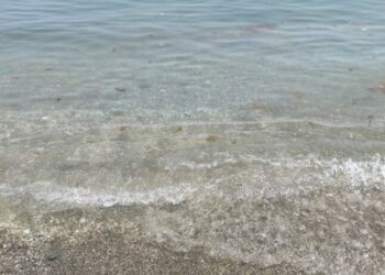 Una plaga de medusas invade las playas de Casares y de toda la provincia