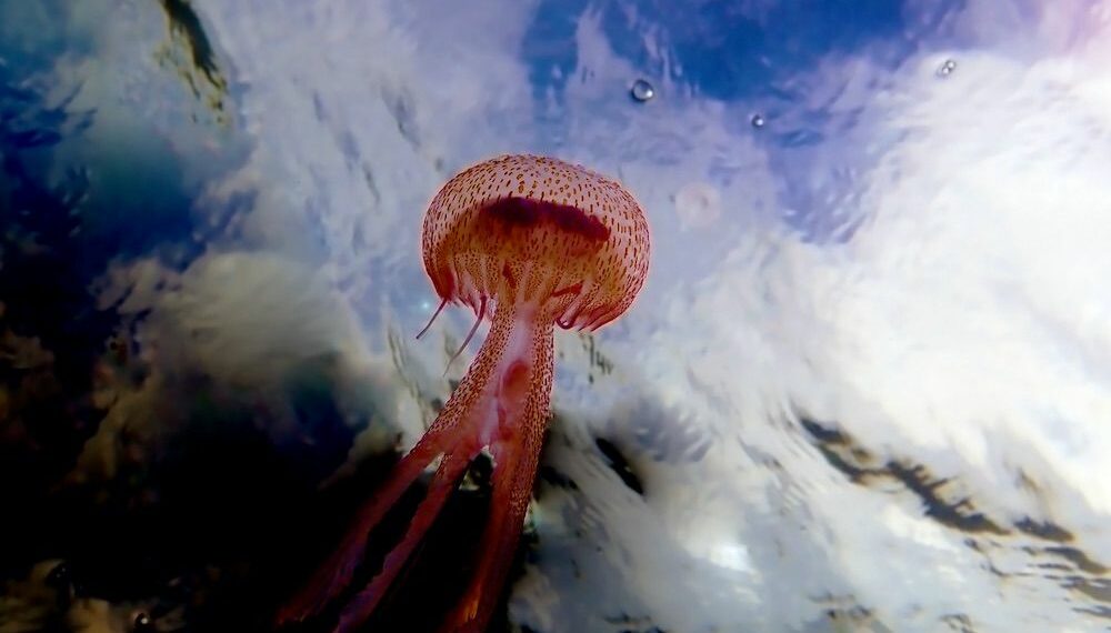 Alerta por la presencia de medusas en todo el litoral malagueño