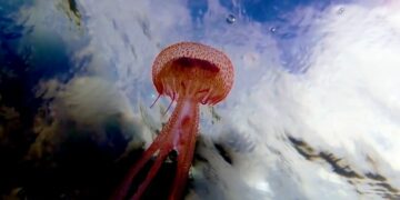 Alerta por la presencia de medusas en todo el litoral malagueño