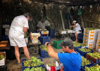 La vendimia en Manilva: tradición con dificultades para encontrar manos que la trabajen