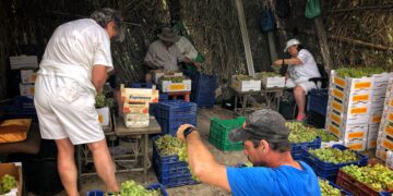 La vendimia en Manilva: tradición con dificultades para encontrar manos que la trabajen