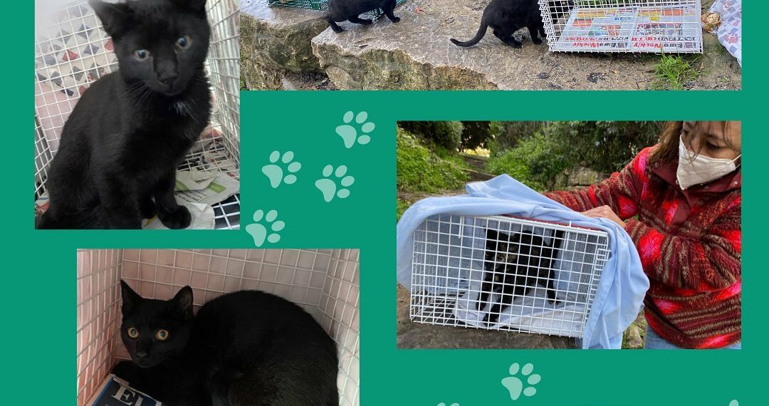 La Asociación Gatos y Amigos busca voluntarios para controlar colonias de gatos en las calles de Casares