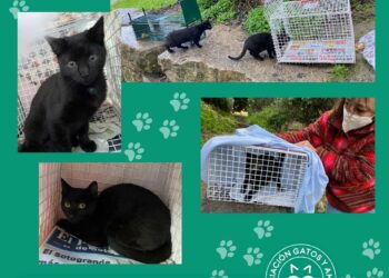 La Asociación Gatos y Amigos busca voluntarios para controlar colonias de gatos en las calles de Casares