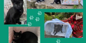 La Asociación Gatos y Amigos busca voluntarios para controlar colonias de gatos en las calles de Casares