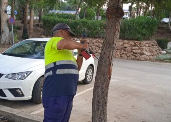 Casares comienza la lucha anual contra la oruga procesionaria
