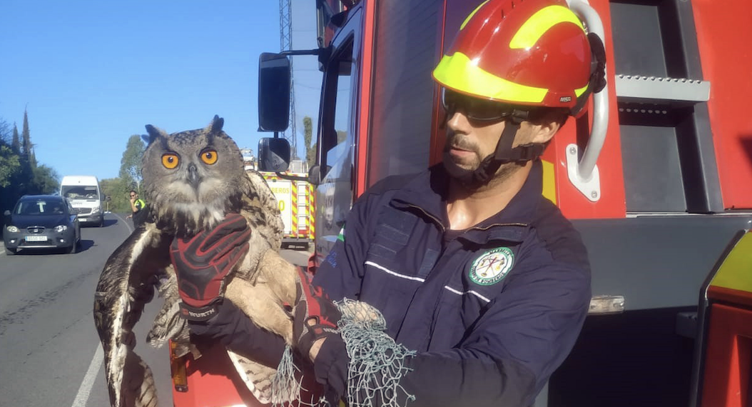 Bomberos rescatan a un búho real atrapado