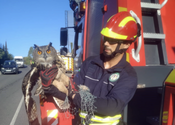 Bomberos rescatan a un búho real atrapado