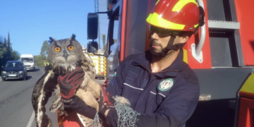 Bomberos rescatan a un búho real atrapado