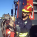 Bomberos rescatan a un búho real atrapado