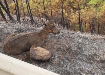 Ecologistas en Acción pide controlar la caza en el entorno del área afectada por el incendio en Sierra Bermeja