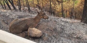 Ecologistas en Acción pide controlar la caza en el entorno del área afectada por el incendio en Sierra Bermeja