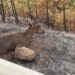Ecologistas en Acción pide controlar la caza en el entorno del área afectada por el incendio en Sierra Bermeja