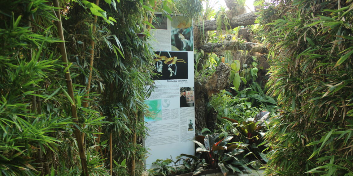 Una nueva orquídea descubierta en Guatemala y de nombre ‘Estepona’