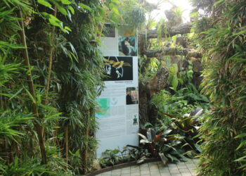 Una nueva orquídea descubierta en Guatemala y de nombre ‘Estepona’