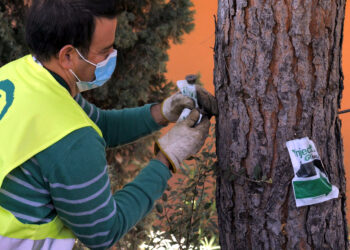 Comienza la lucha contra la oruga procesionaria en Estepona