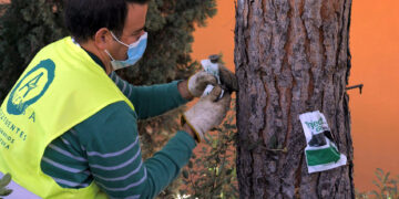 Comienza la lucha contra la oruga procesionaria en Estepona