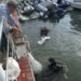 Veinte parejas de buzos participan en la gran limpieza de fondos marinos de Marbella