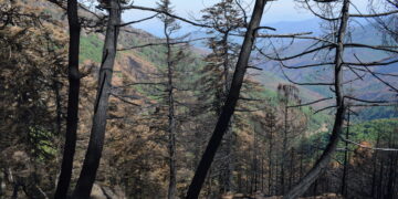 La Plataforma Sierra Bermeja confirma los graves daños ocasionados en el pinsapar