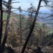 La Plataforma Sierra Bermeja confirma los graves daños ocasionados en el pinsapar