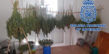 Desmantelados hasta seis cultivos de marihuana en casas de alquiler de la Costa del Sol