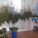 Desmantelados hasta seis cultivos de marihuana en casas de alquiler de la Costa del Sol