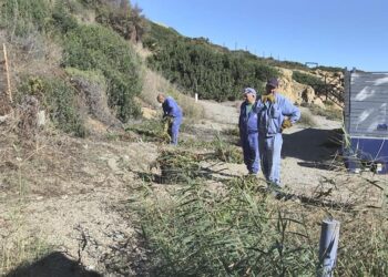 Manilva retira y controla las especies exóticas invasoras