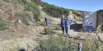 Manilva retira y controla las especies exóticas invasoras