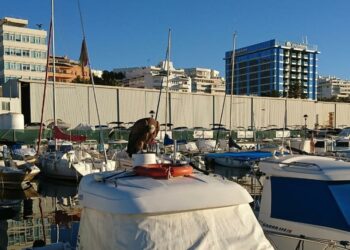 Rescatado un buitre leonado en la zona de embarcaciones recreativas de La Bajadilla, en Marbella