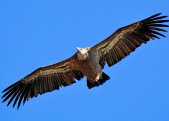 Rescatan a un buitre leonado del tejado de una vivienda en Nagüeles, Marbella
