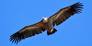 Rescatan a un buitre leonado del tejado de una vivienda en Nagüeles, Marbella