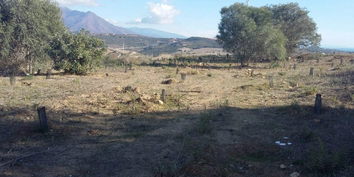 El pulmón de Manilva cumple un año