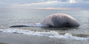 «Lo correcto habría sido trasladar el cuerpo de la ballena a un pudridero»