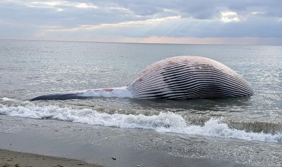 «Lo correcto habría sido trasladar el cuerpo de la ballena a un pudridero»